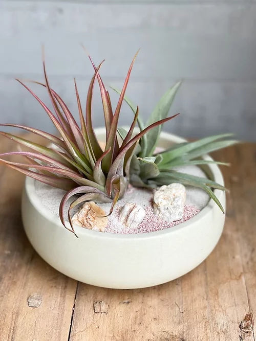Maceta bowl chica con plantas de aire