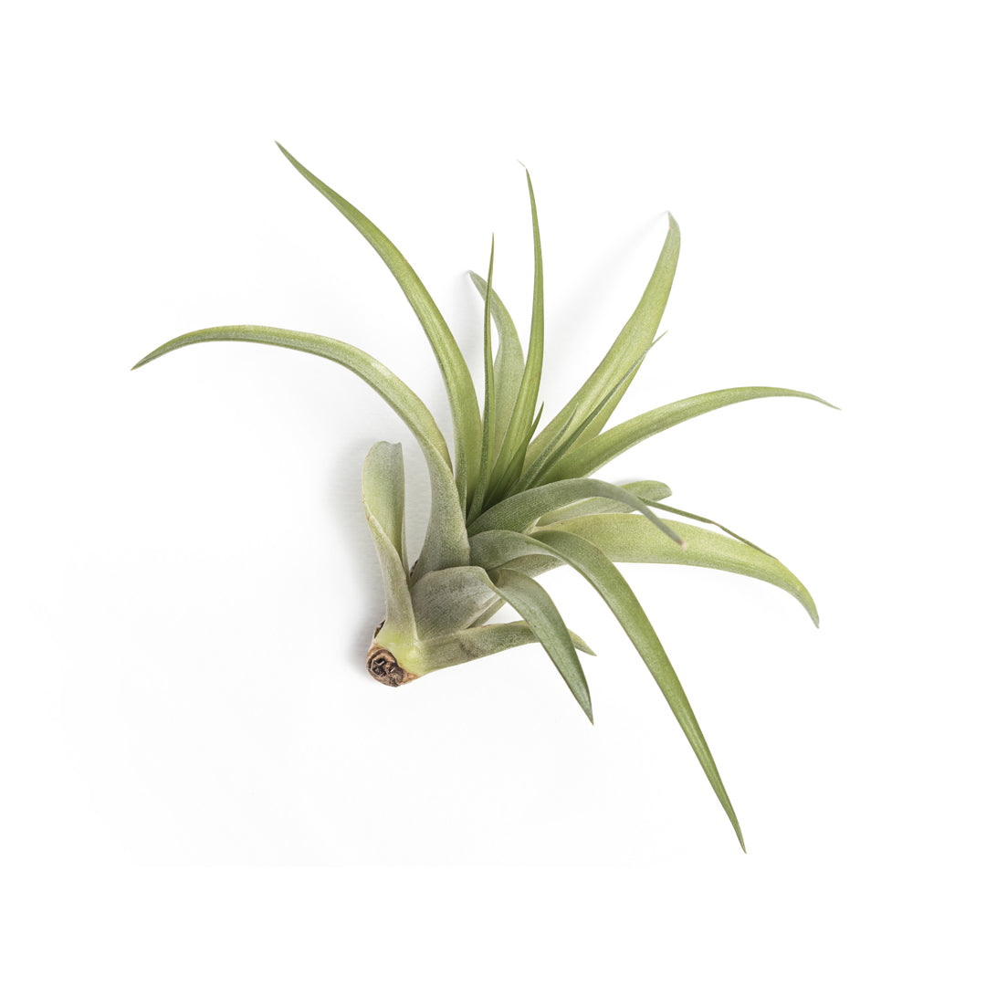 Tillandsia Abdita