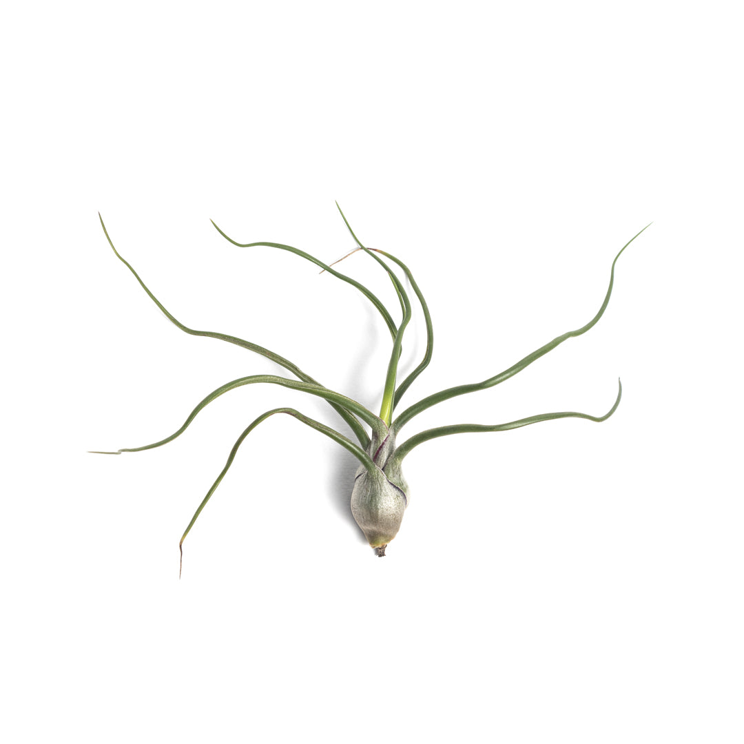 Tillandsia Bulbosa