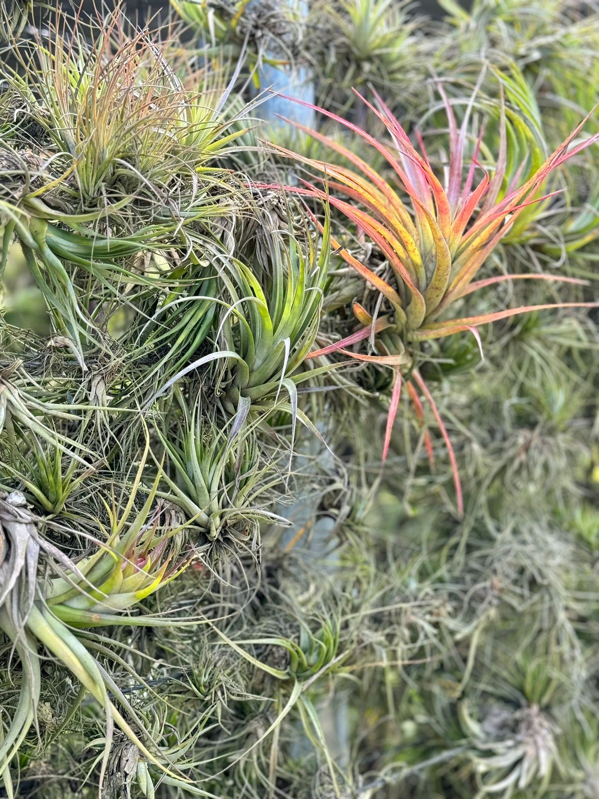 Una Visita Mágica al Vivero de Tillandsias en Guatemala: Conociendo las Maravillas Aéreas