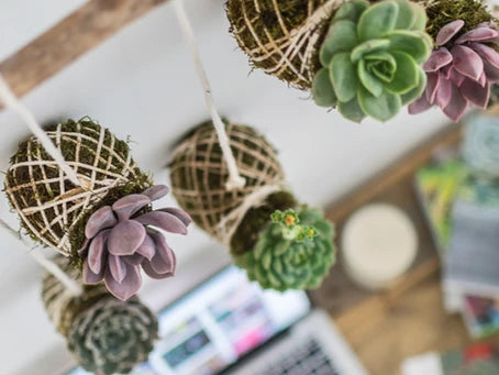 Beneficios de las plantas en el ambiente de trabajo