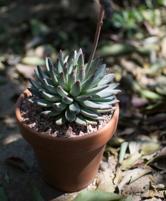 Suculentas de baja luminosidad