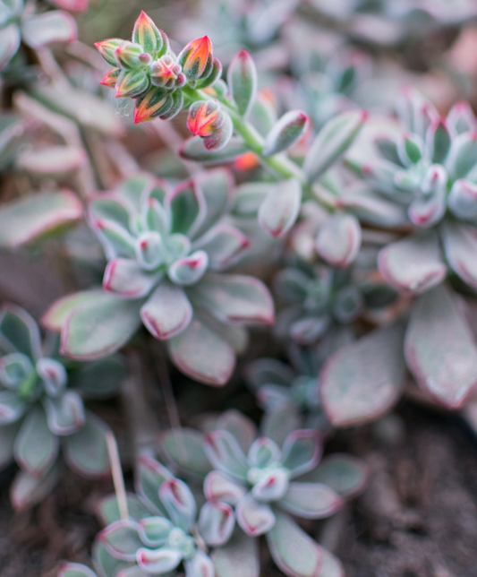 ¿Cómo mantener tus plantas saludables?