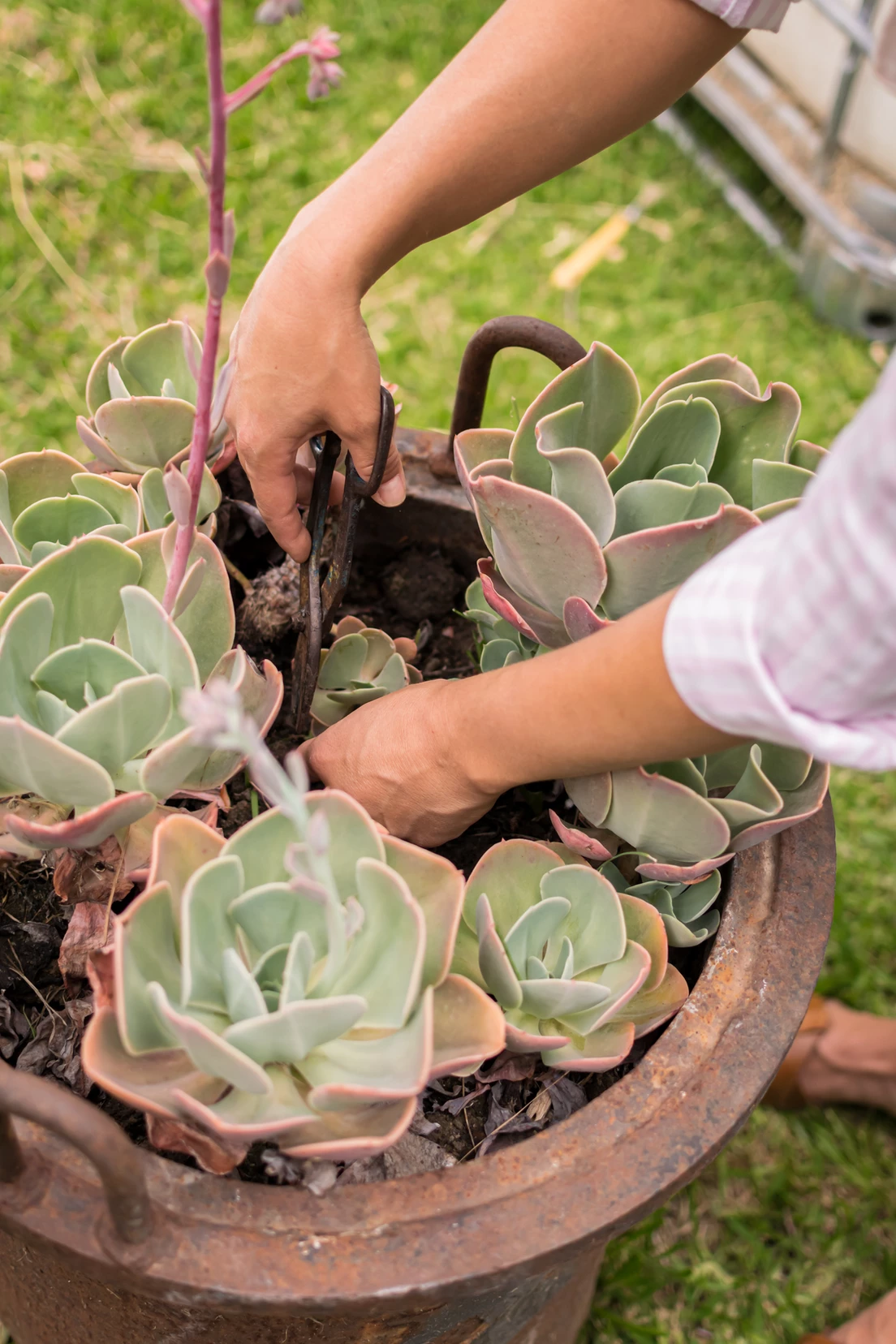 Mindful gardening: A Succulent Journey