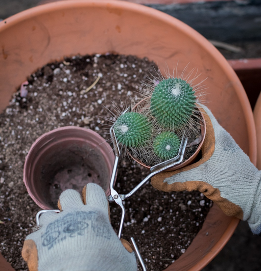 Trasplante de Cactus