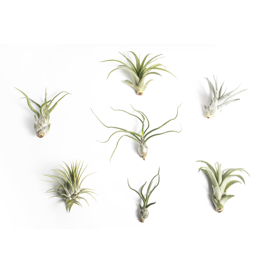 Tillandsias (Plantas de Aire)