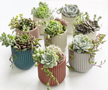 Un detalle suculento