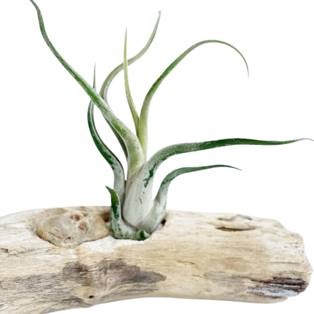 Caput-medusae mediana en driftwood