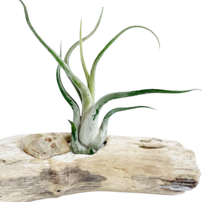 Caput-medusae mediana en driftwood