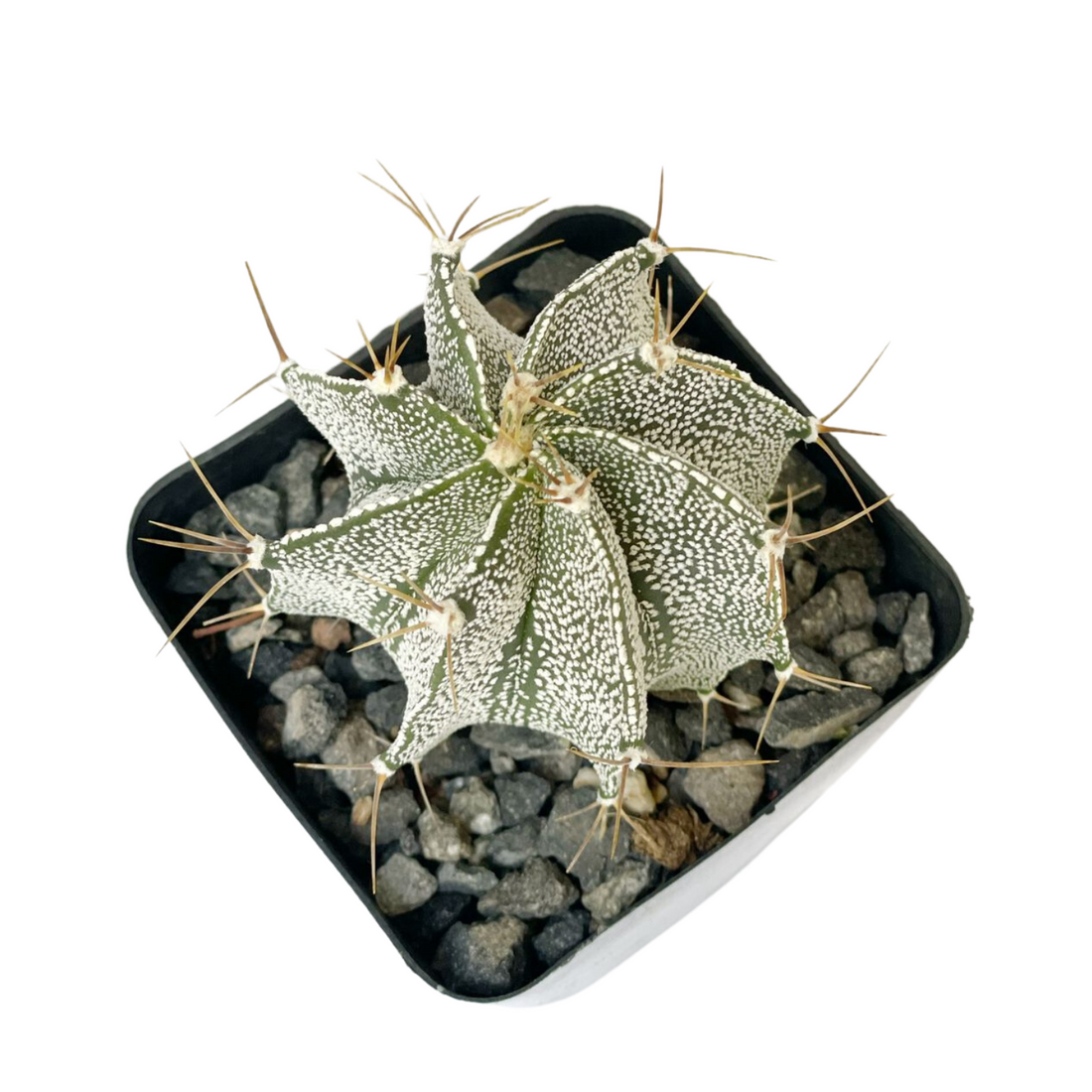 Astrophytum ornatum o Cactus estrella