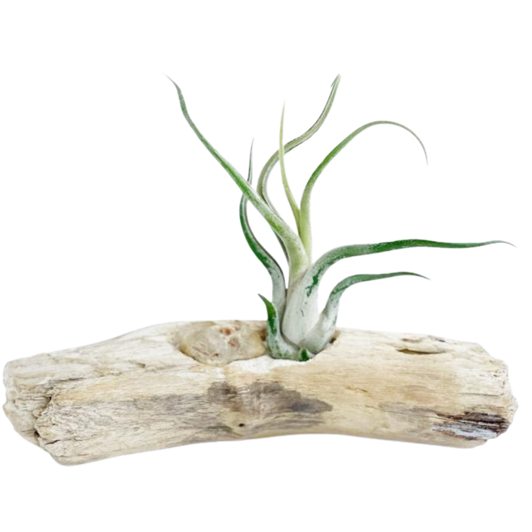 Caput-medusae mediana en driftwood