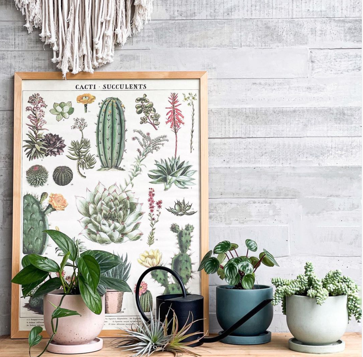 Plantas y Estilismo: Guía simple y práctica para iniciar tu decoración con plantas