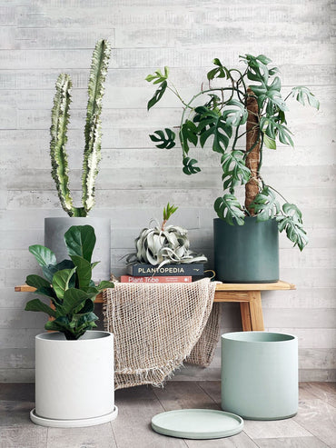 Plantas y Estilismo: Guía simple y práctica para iniciar tu decoración con plantas