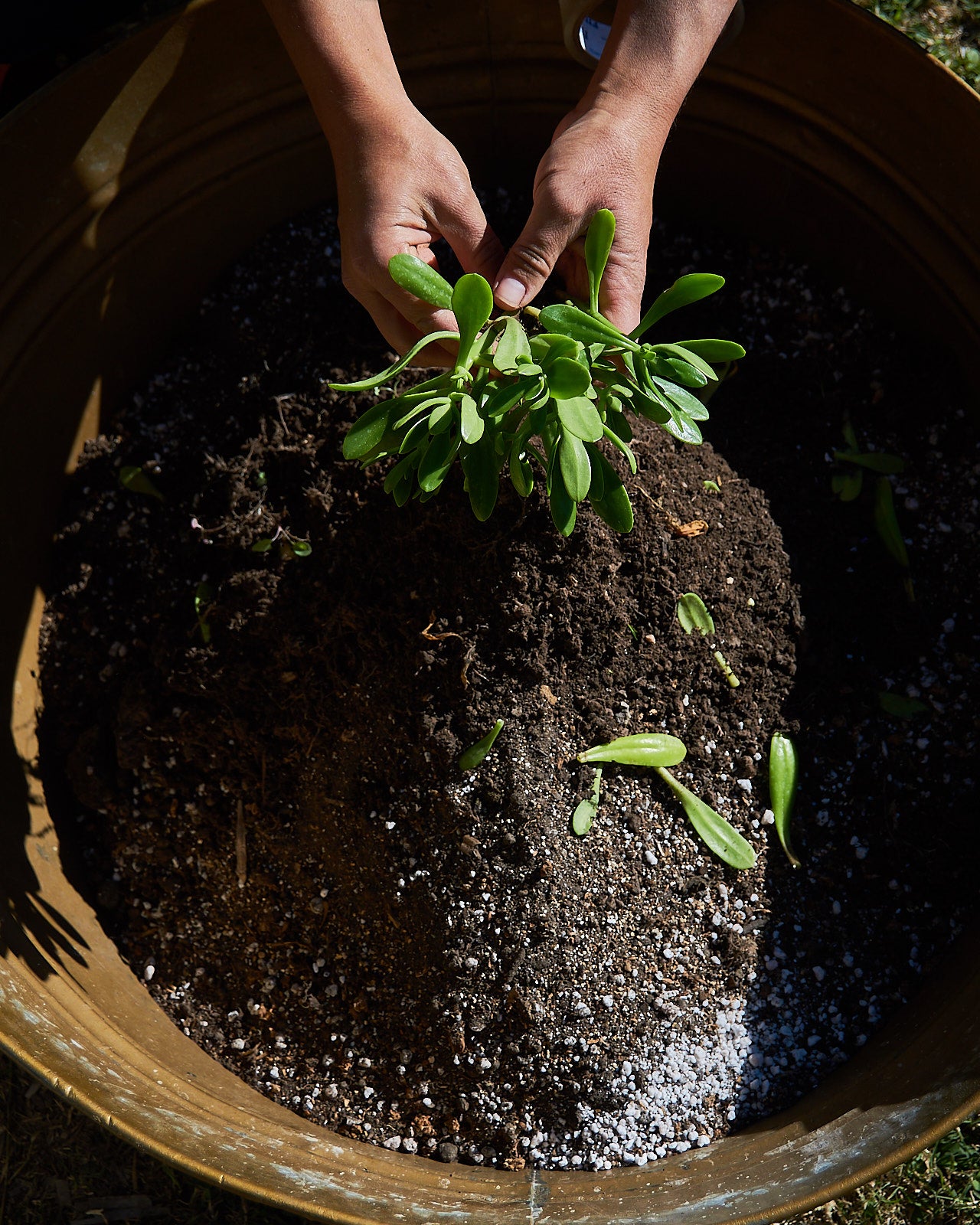 Sustrato/tierra para cactus y suculentas