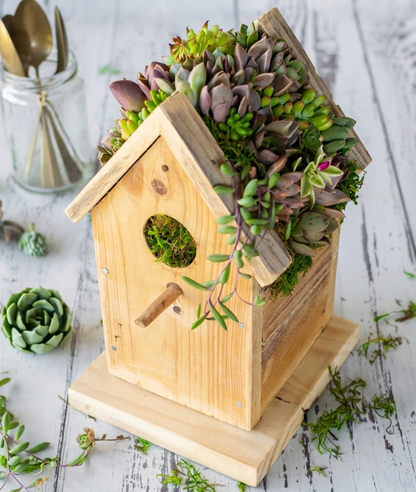 Casita de Pájaro: Guía paso a paso