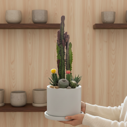 Jardín desértico en cilindro