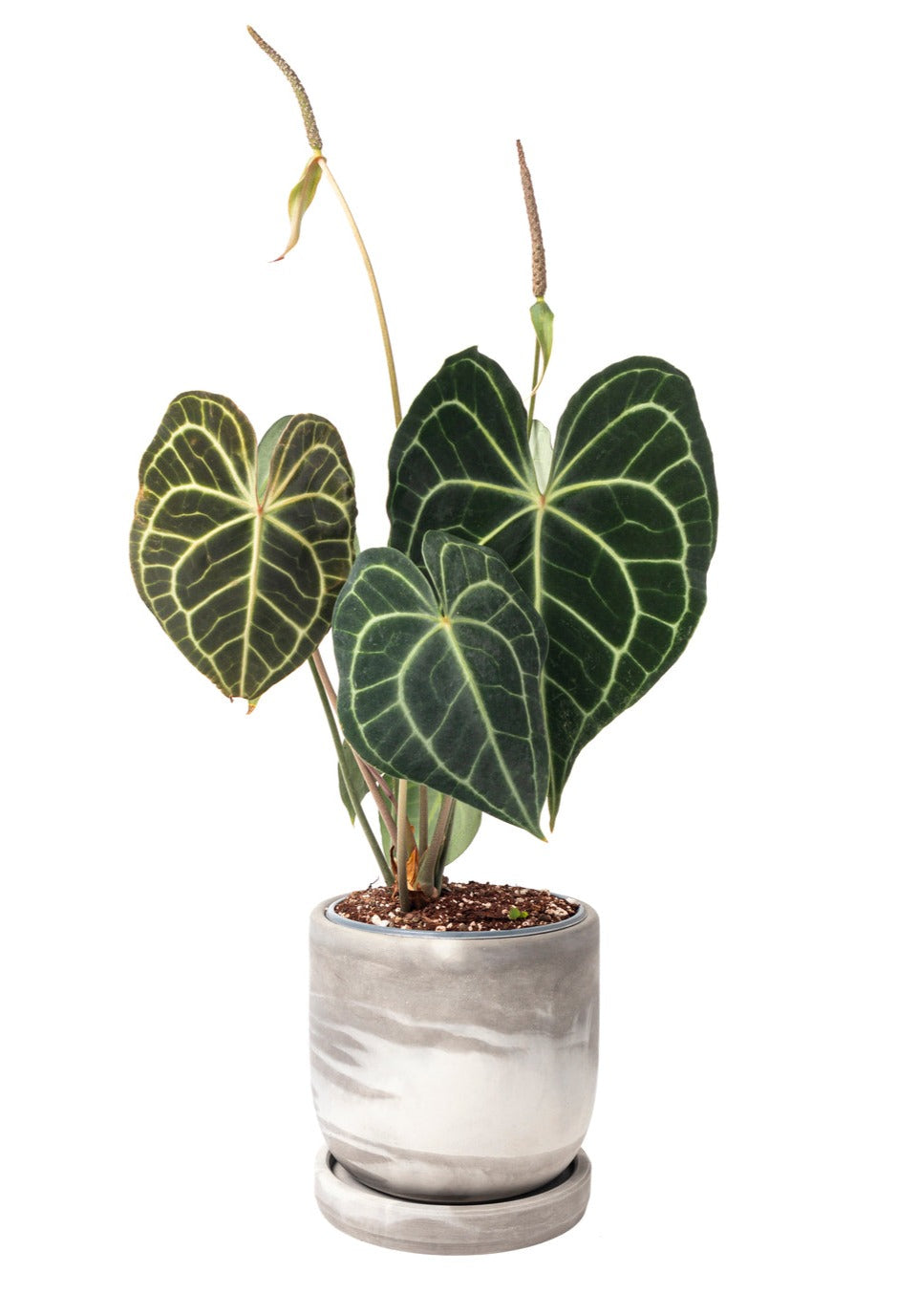 3pc Tulip Marmoleada