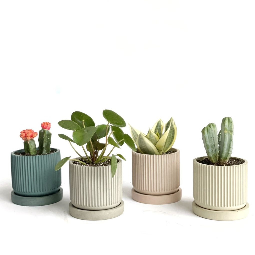 Taller Completo de Técnicas en Concreto: VIRTUAL