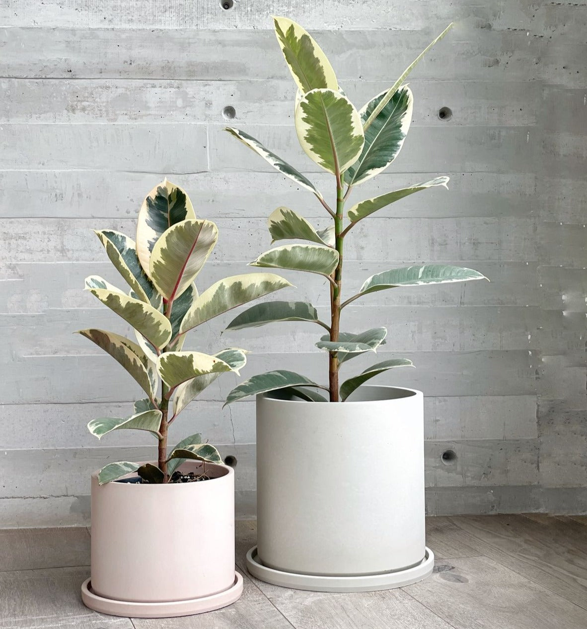 Cilíndro clásico grande