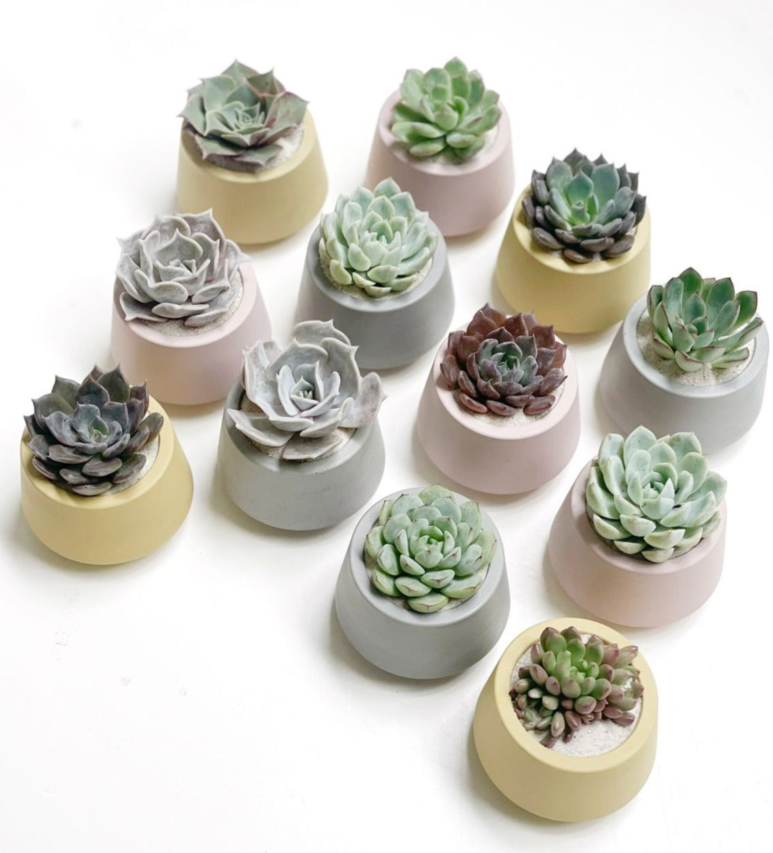 50 Macetas Harper mini con plantas para bolos