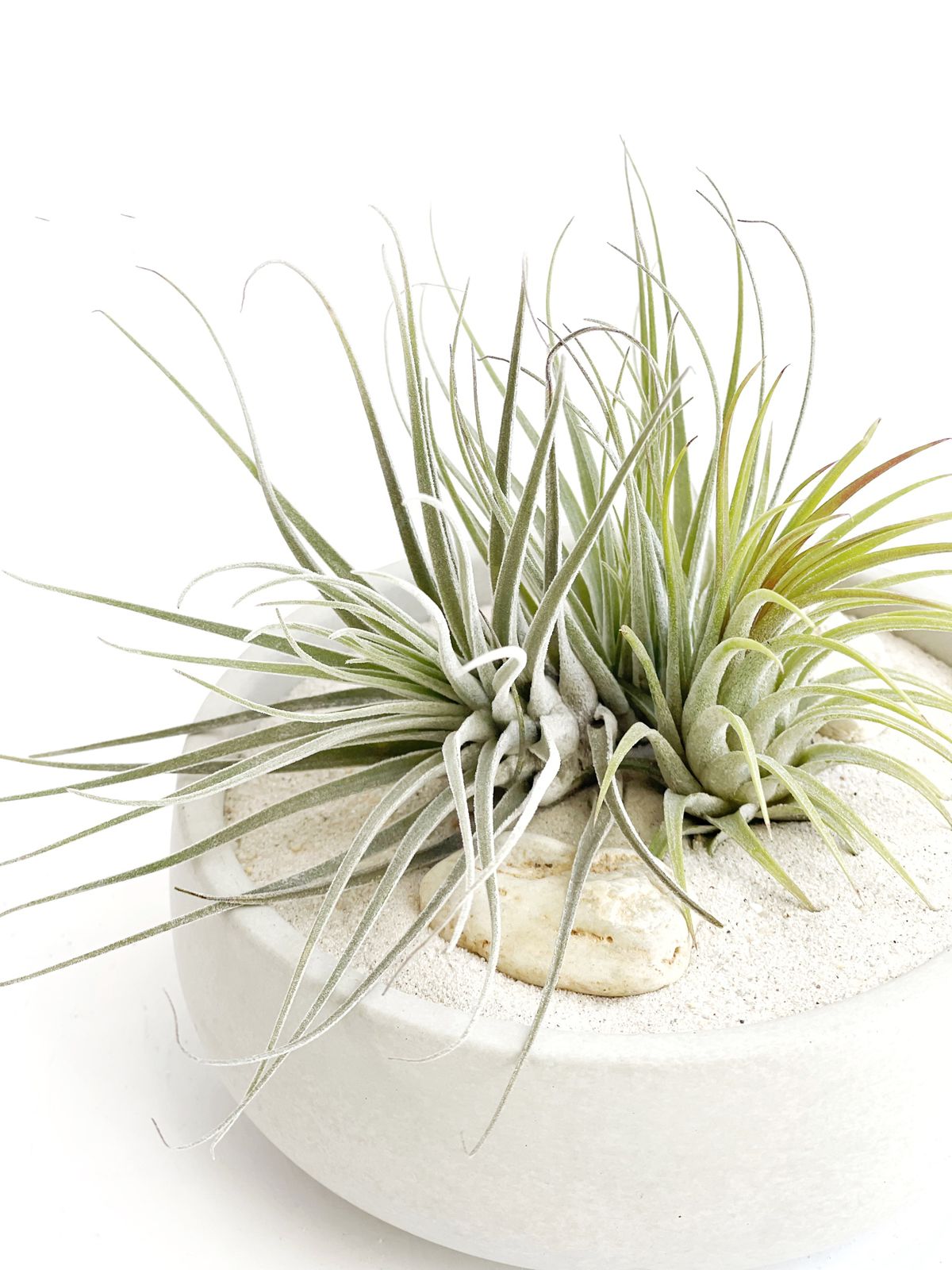 Arreglo en maceta bowl chica con plantas de aire