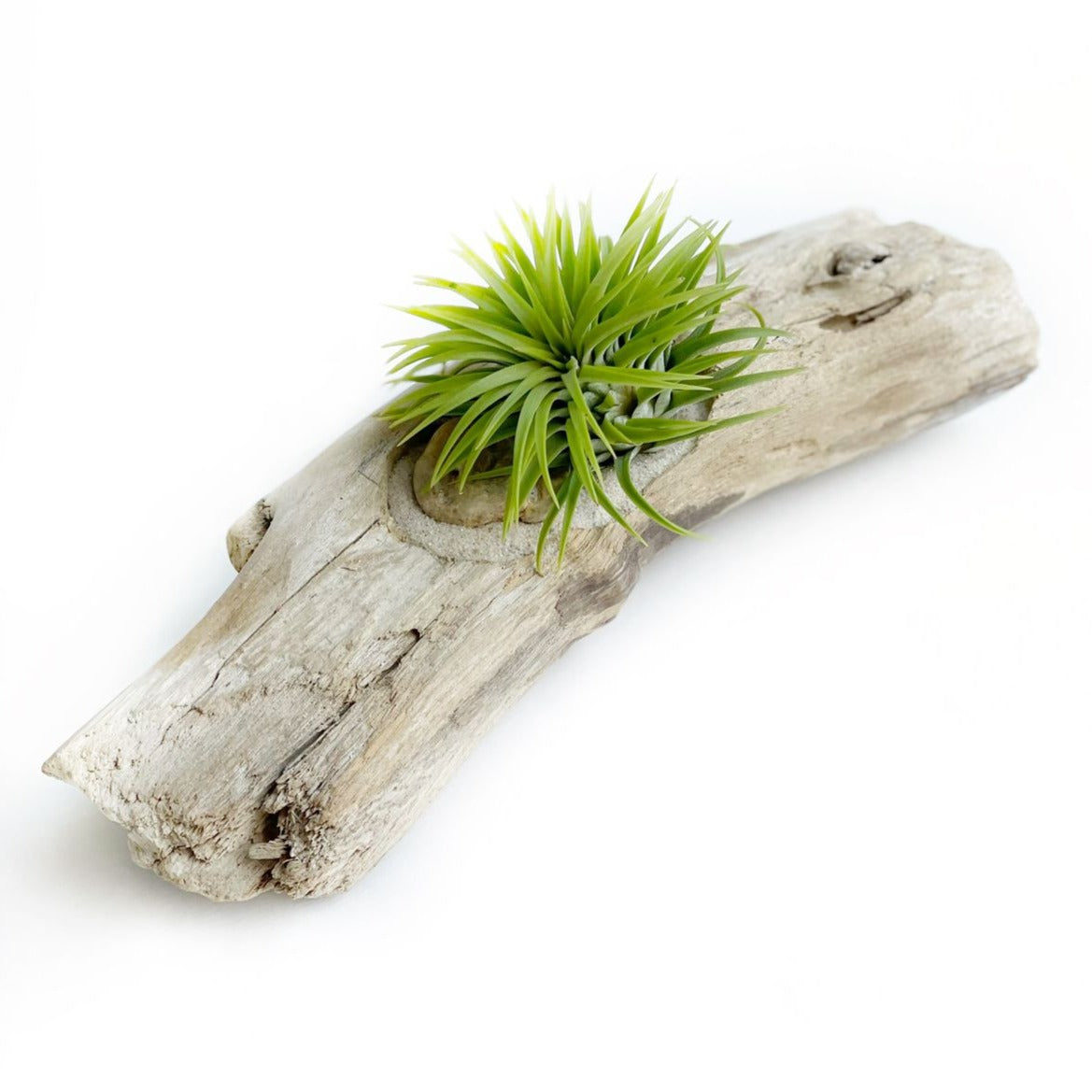 Planta de aire en driftwood mediano