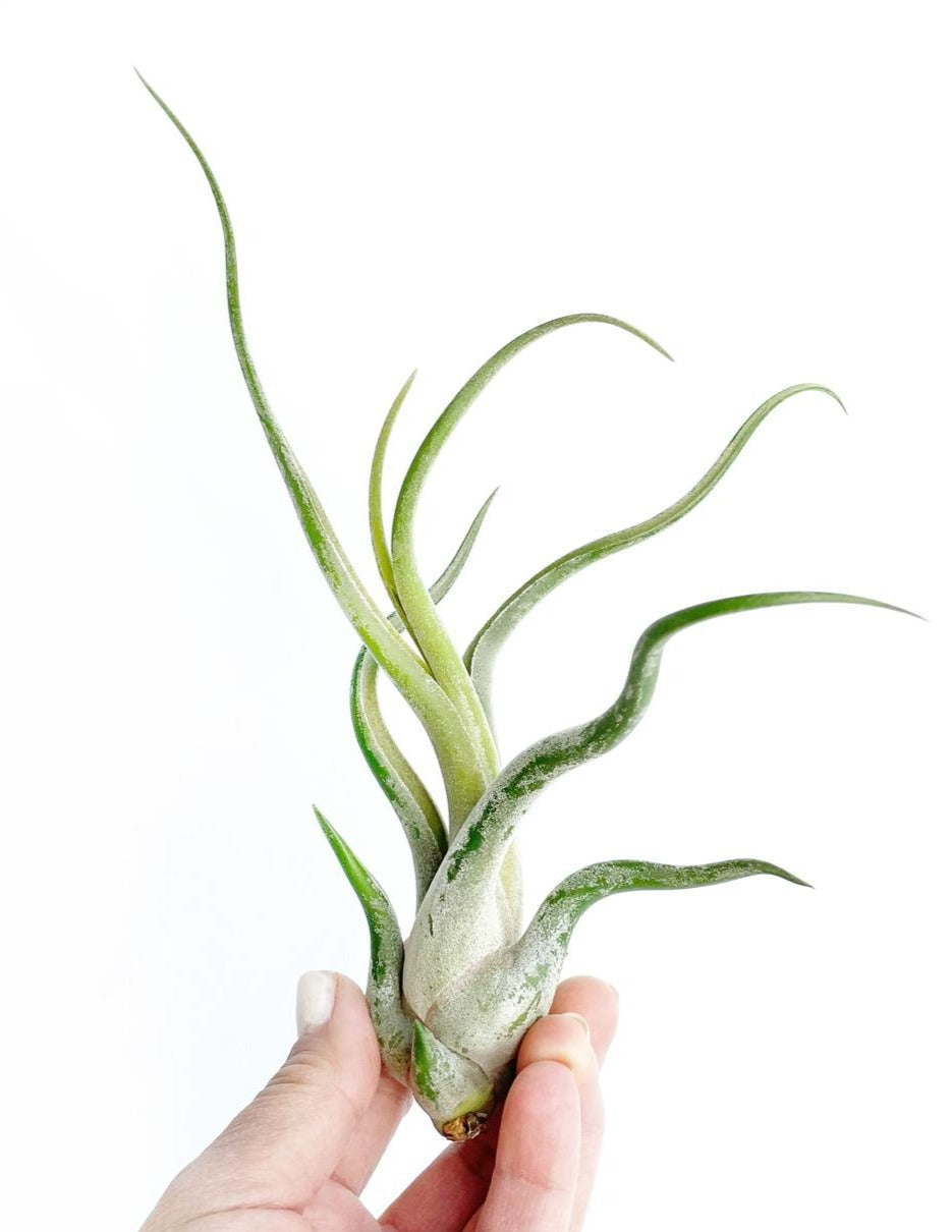 Tillandsia Caput Medusae Mediana