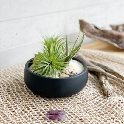 Maceta bowl con plantas de aire