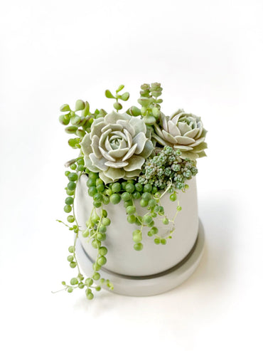 Duo de suculentas en maceta Drop