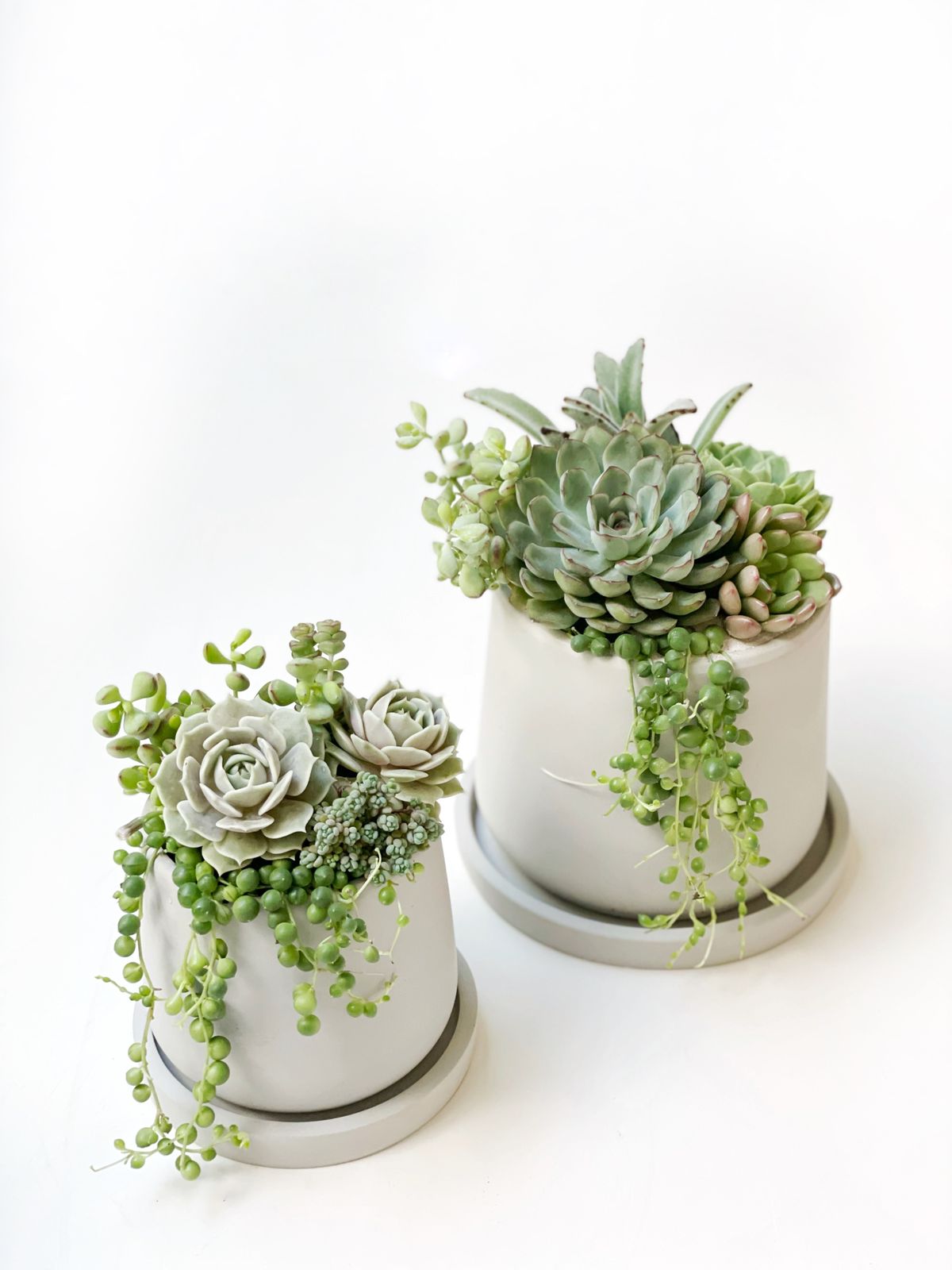 Duo de suculentas en maceta Drop