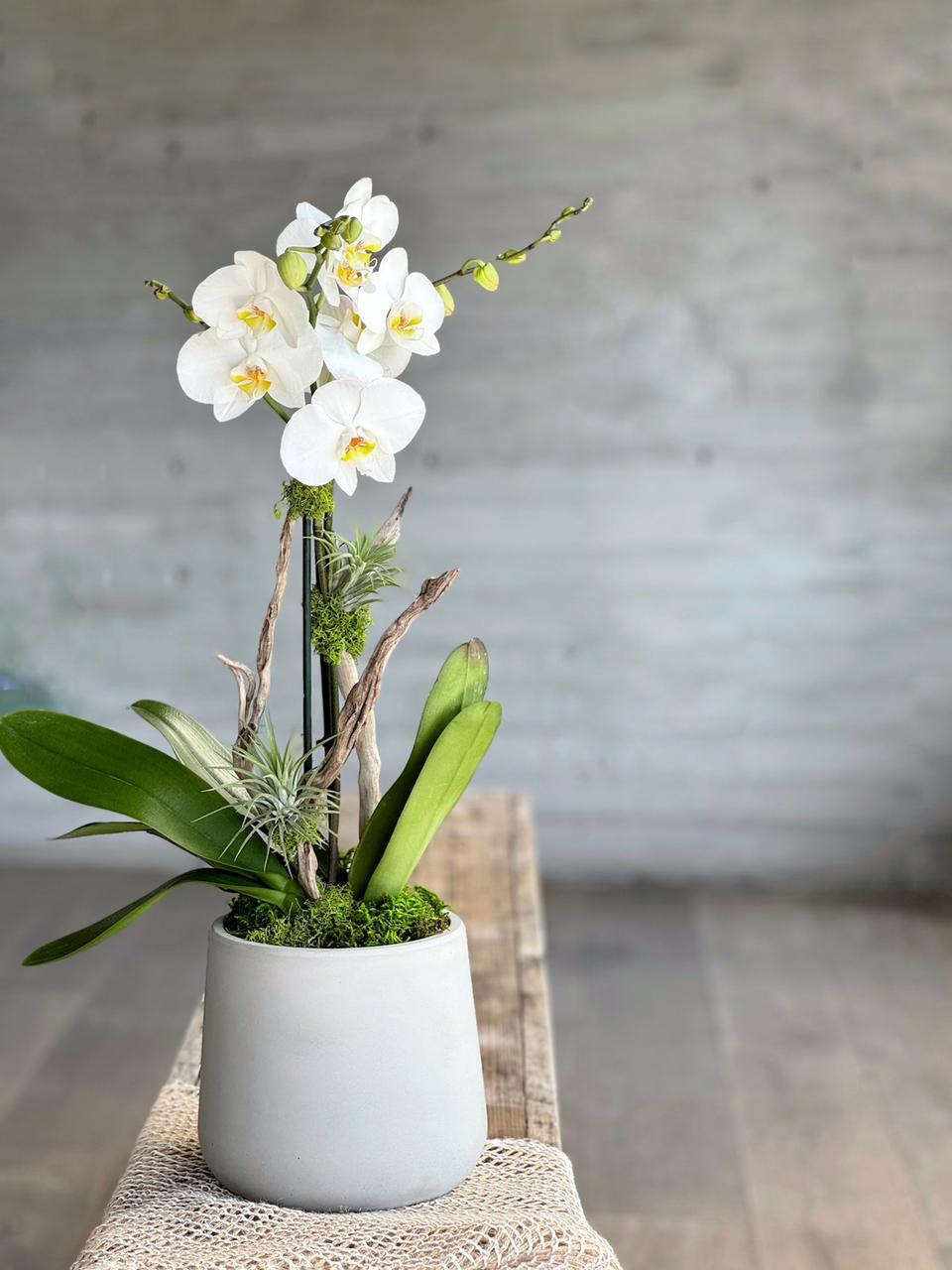 Arreglo de orquídea doble blanca con plantas de aire y driftwood