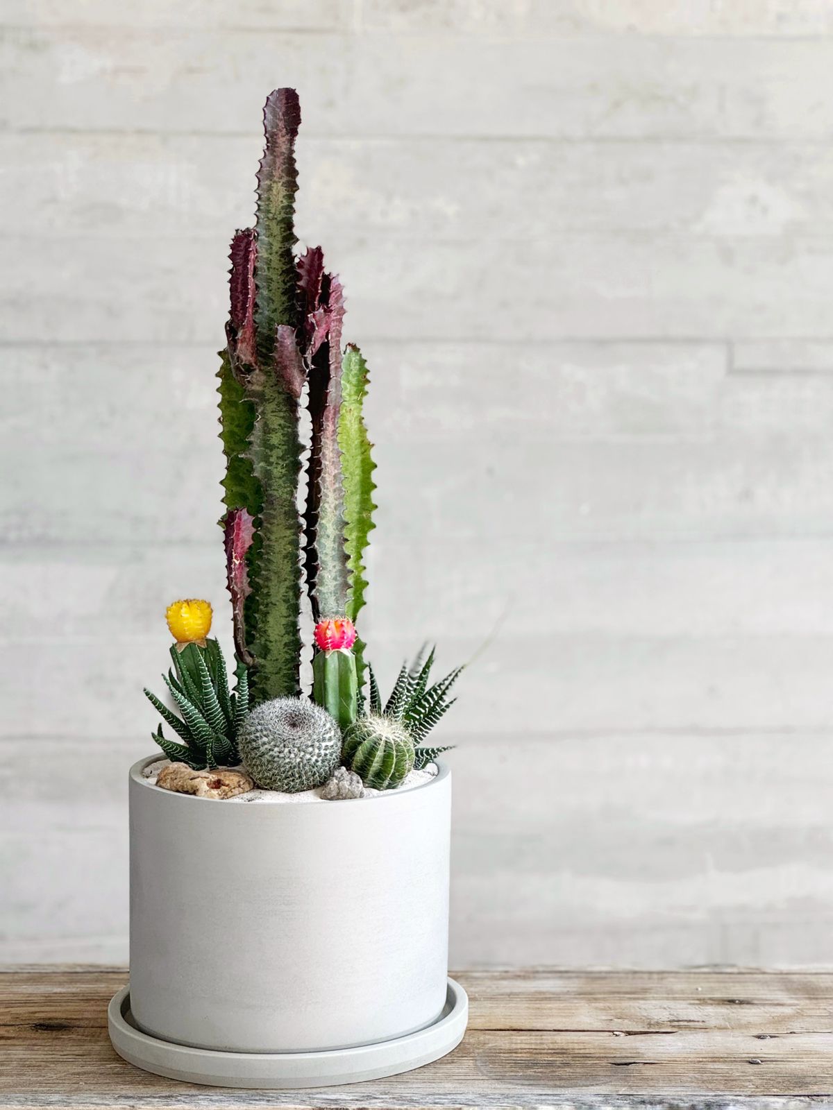 Jardín desértico en cilindro