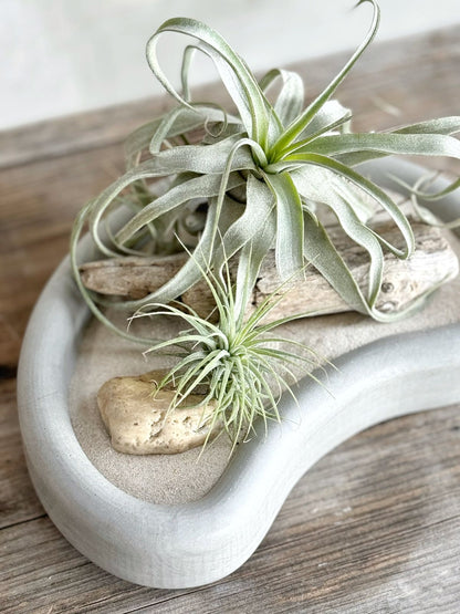 Tillandsias en charolas: Una Combinación Perfecta