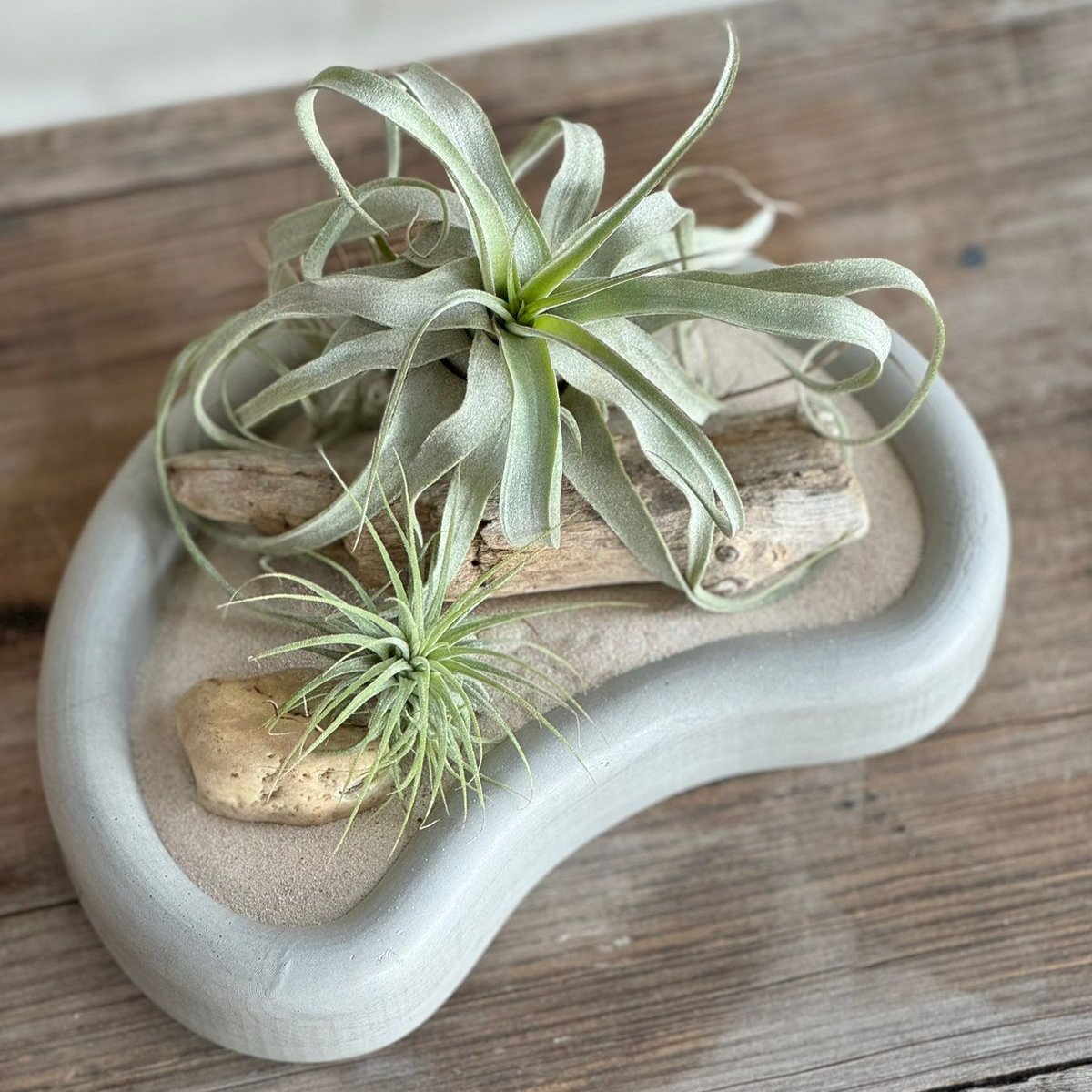 Tillandsias en charolas: Una Combinación Perfecta