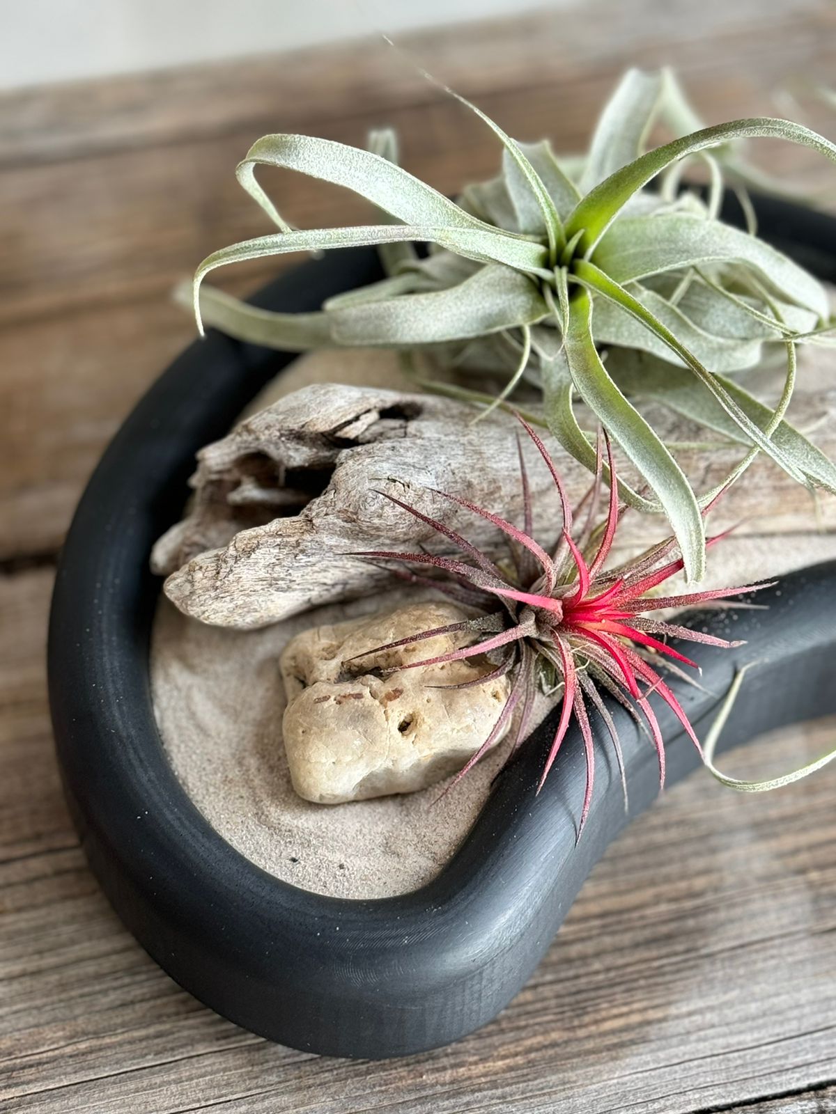 Tillandsias en charolas: Una Combinación Perfecta