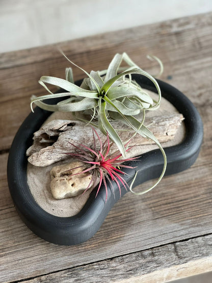 Tillandsias en charolas: Una Combinación Perfecta