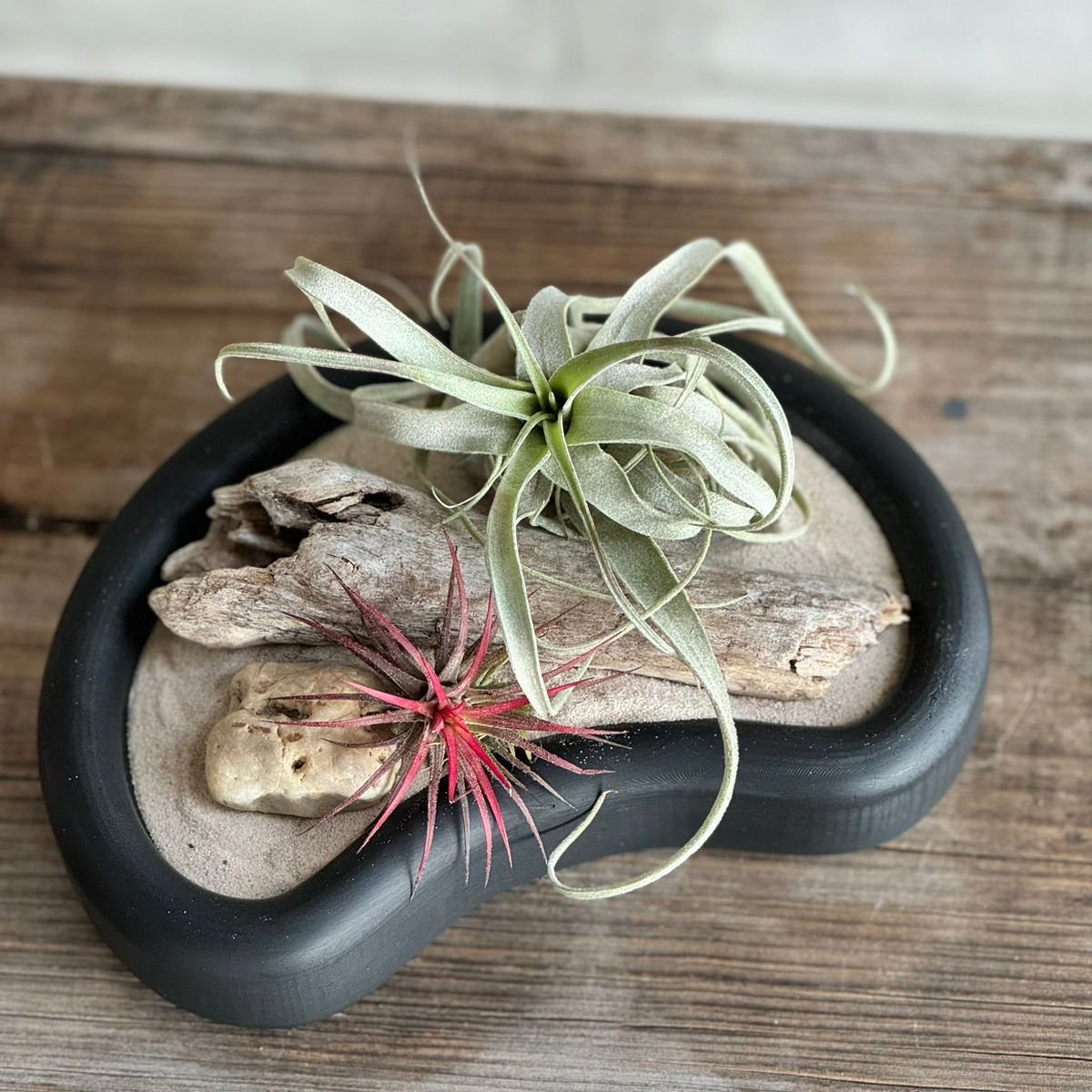 Tillandsias en charolas: Una Combinación Perfecta