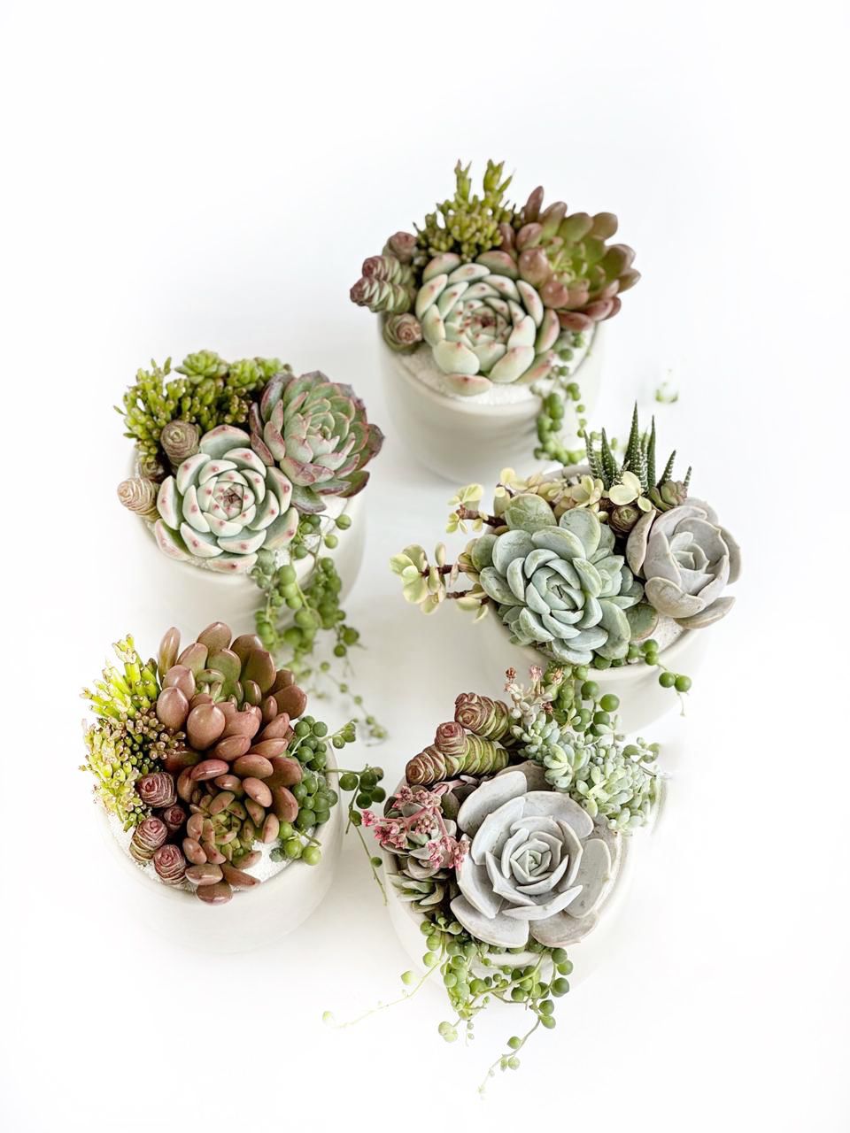 Un detalle suculento mediano