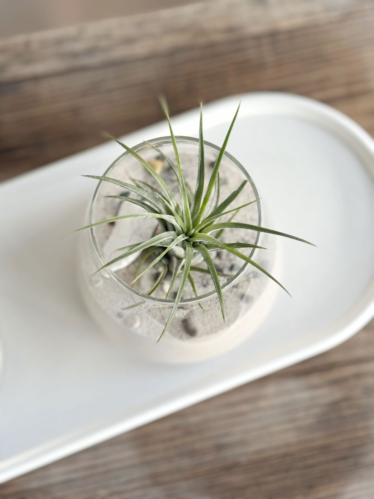 Set charola con rociador y arreglo de plantas de aire