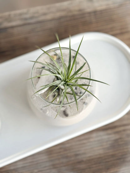 Set charola con rociador y arreglo de plantas de aire