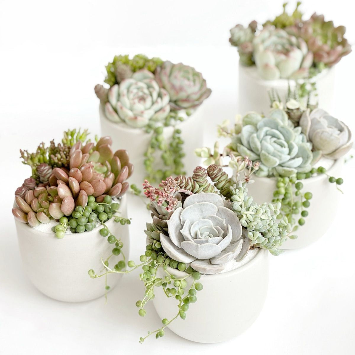 Un detalle suculento mediano