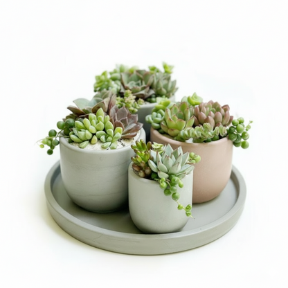 Set de 4 macetas de suculentas en charola