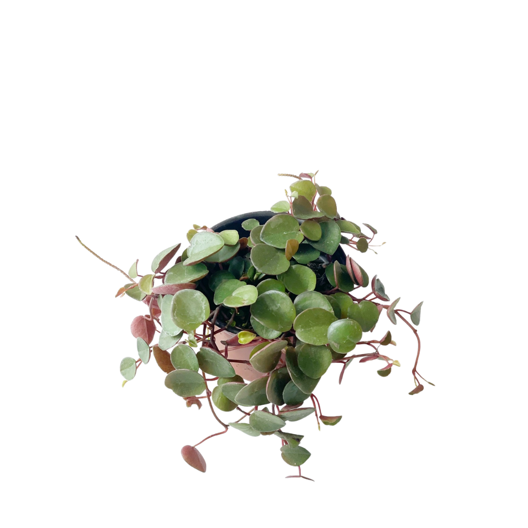 Peperomia "Cascada de Rubi"