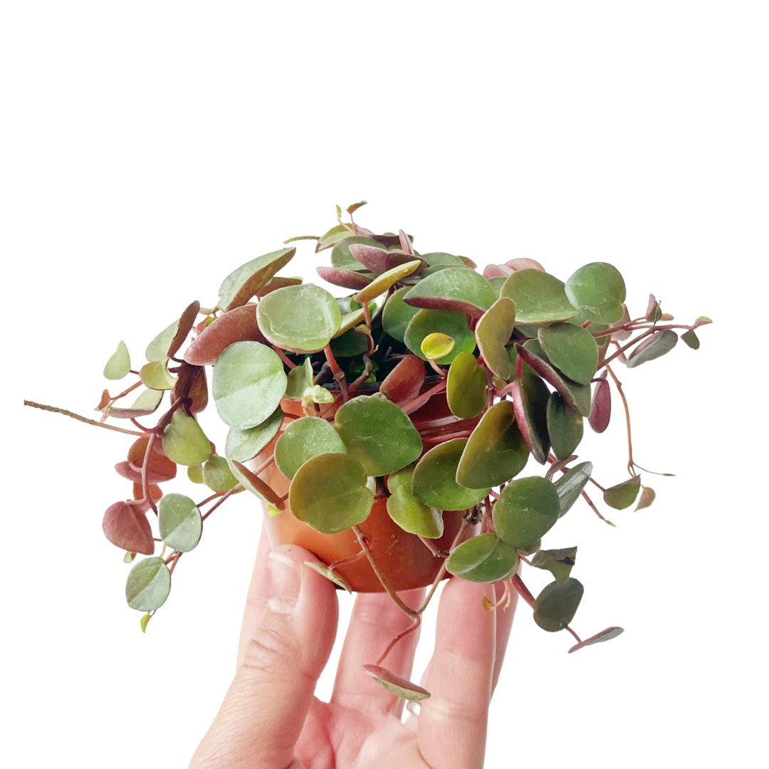 Peperomia "Cascada de Rubi"