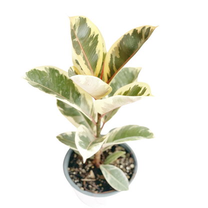 Ficus Elastica Variegado