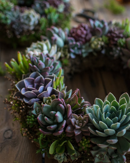 Corona de suculentas grande