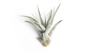 Tillandsia Harrissi