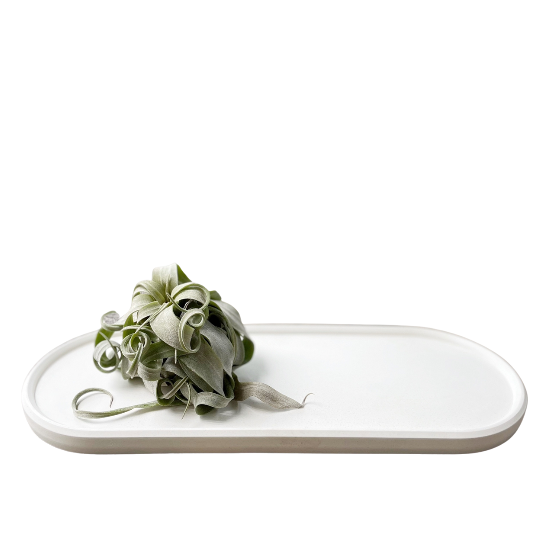 Tillandsia Streptophylla