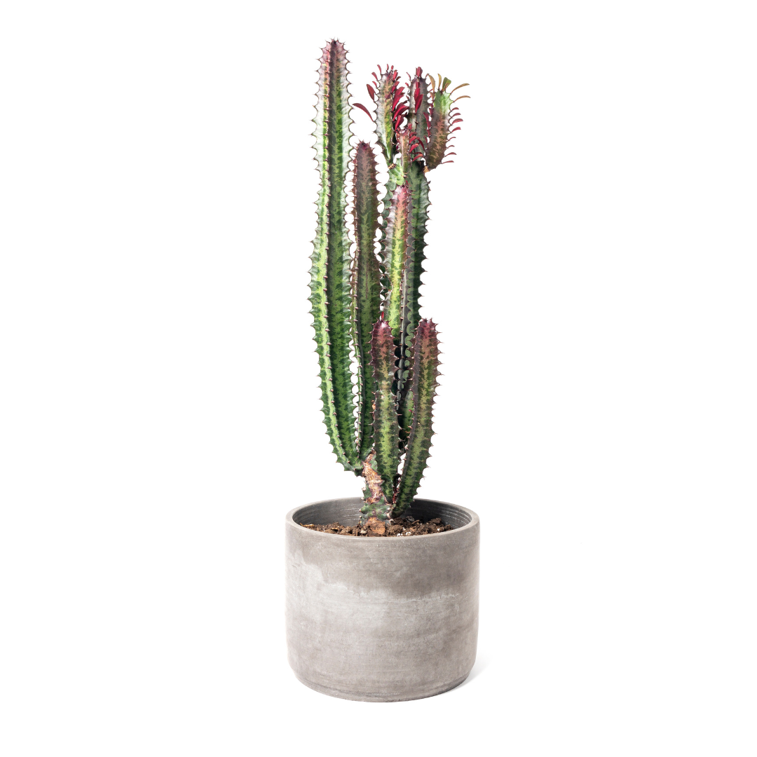 Cilíndro grande con Euphorbia o Árbol de Leche Africano