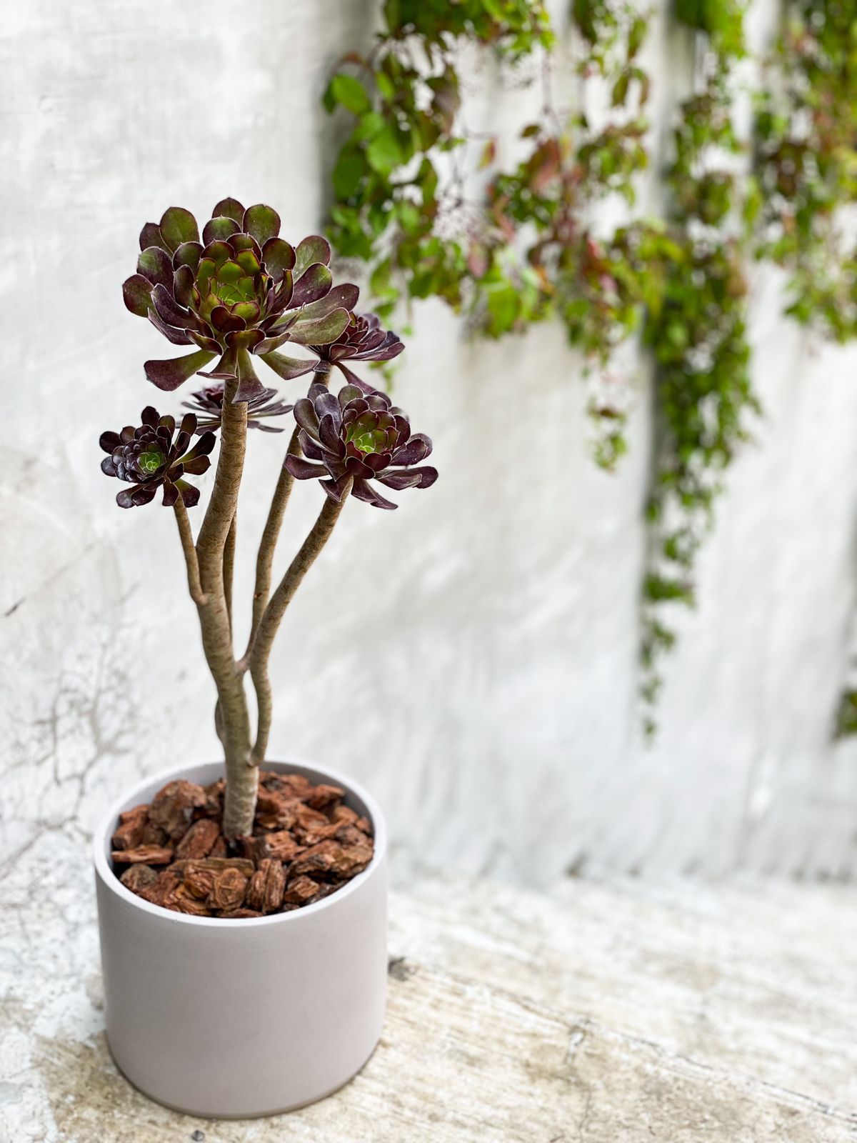 Cilíndro clásico grande